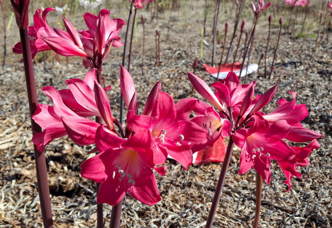 1 Amaryllis Belladonna 93 Cherry3