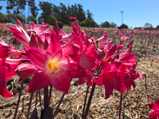 1 Amaryllis Belladonna 93DS2