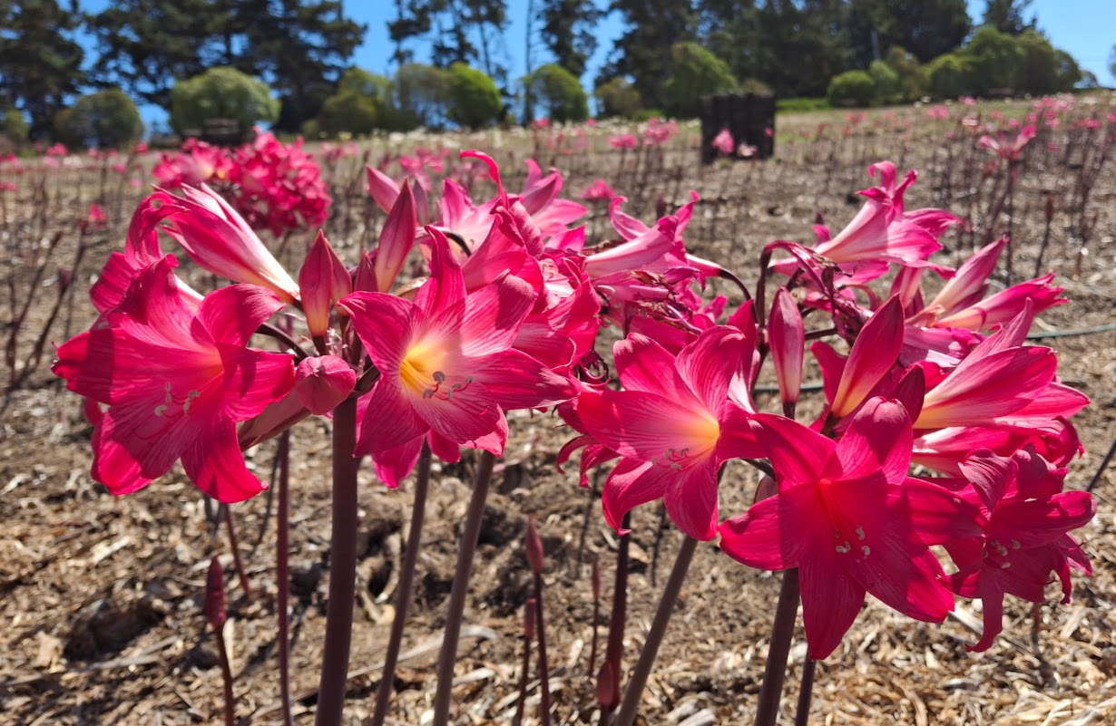 1 Amaryllis Belladonna 93DS2