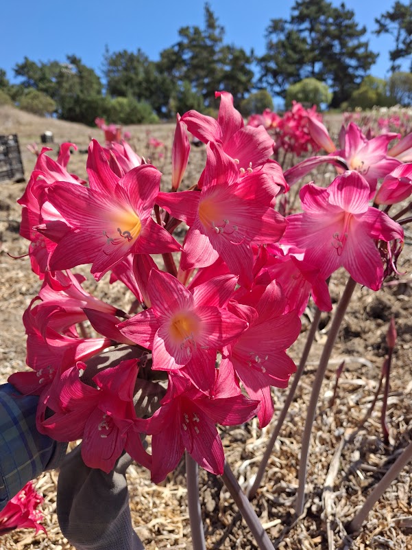 1 Amaryllis Belladonna 93DS2