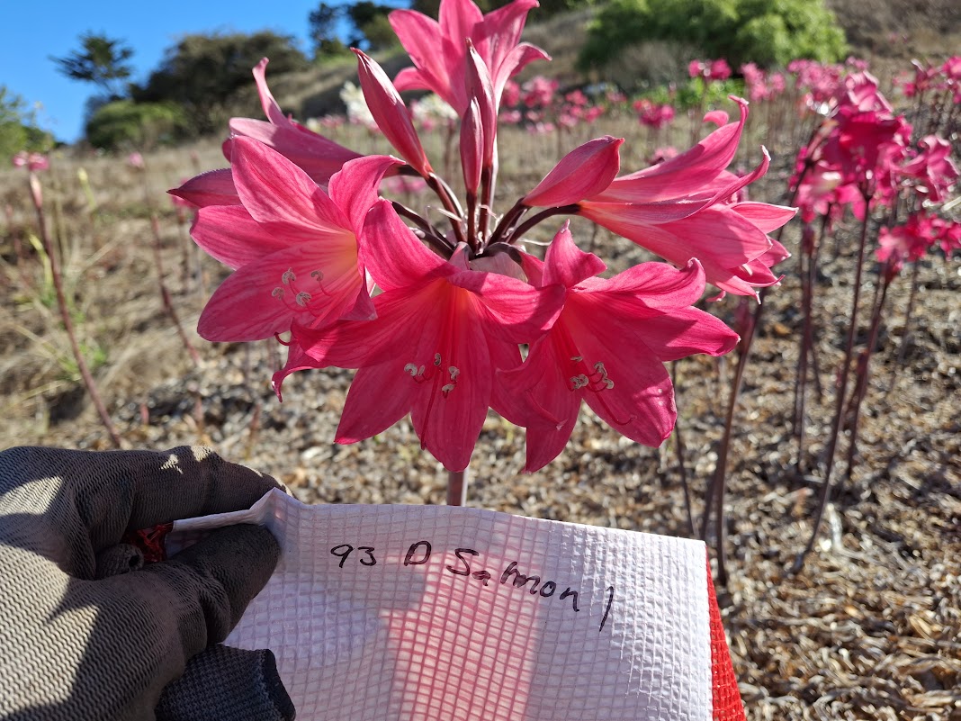 1 Amaryllis Belladonna 93DSalmon