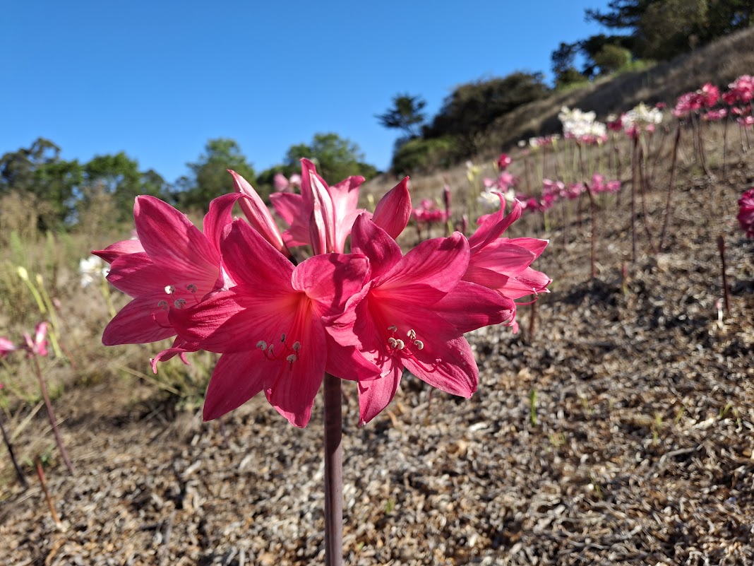 1 Amaryllis Belladonna 93DSalmon