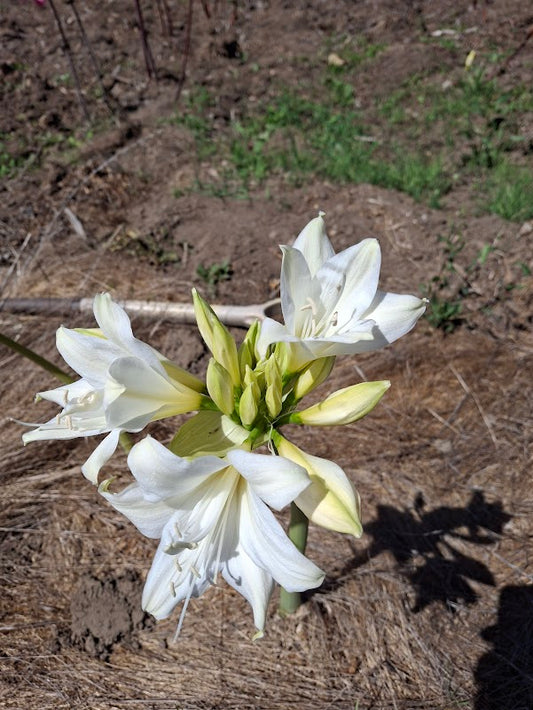 1 Amaryllis Belladonna 93GEP Extra petal