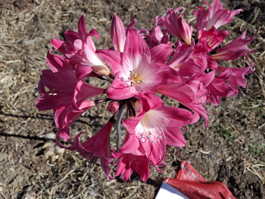 1 Amaryllis Belladonna 93HPYTV