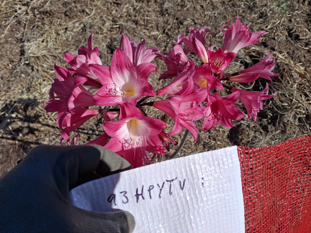 1 Amaryllis Belladonna 93HPYTV