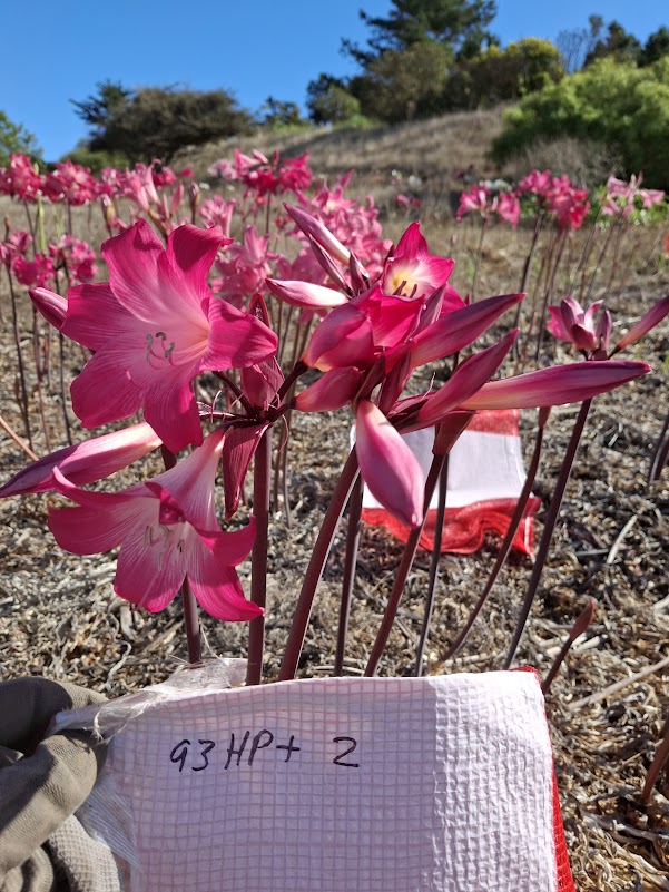 1 Amaryllis Belladonna 93HP+