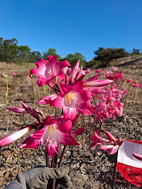 1 Amaryllis Belladonna 93HP+