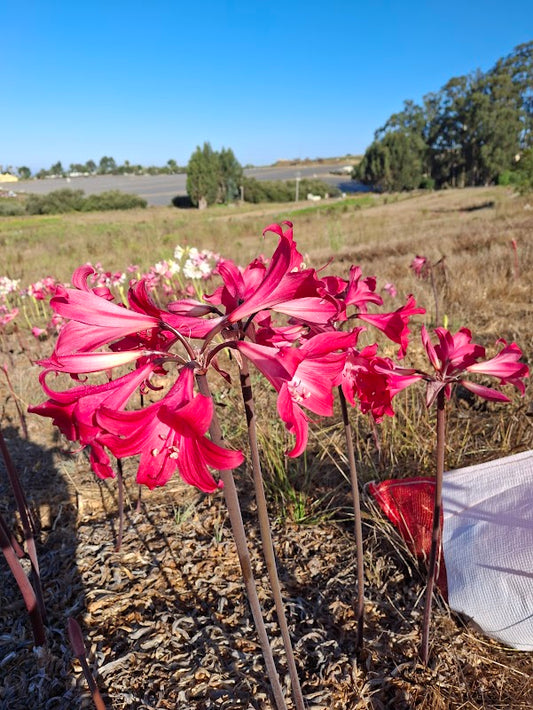 1 Amaryllis Belladonna 94MG Cherry