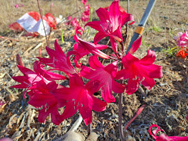 1 Amaryllis Belladonna 94MG Cherry (Copy) (Copy)