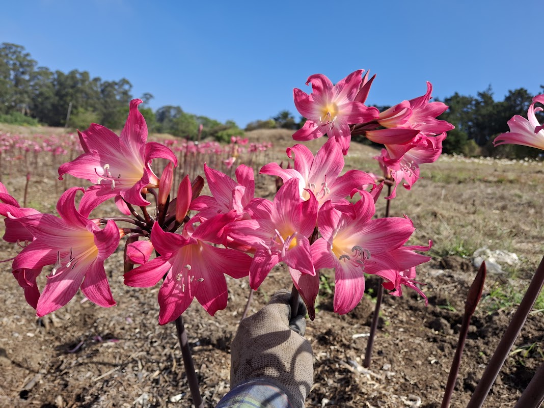 1 Amaryllis Belladonna 94PYT