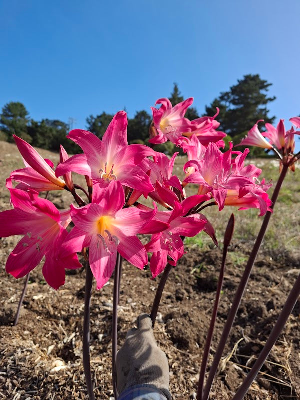 1 Amaryllis Belladonna 94PYT