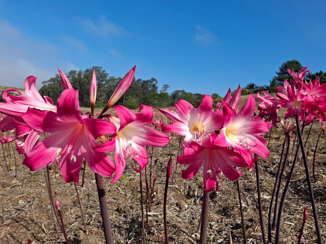 1 Amaryllis Belladonna 94SpiderP