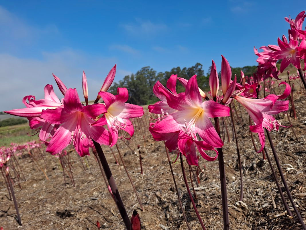 1 Amaryllis Belladonna 94SpiderP