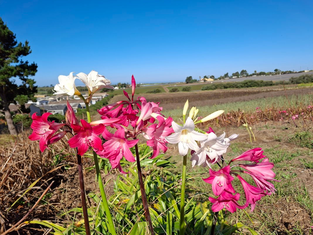 1 Amaryllis Belladonna Collection C1