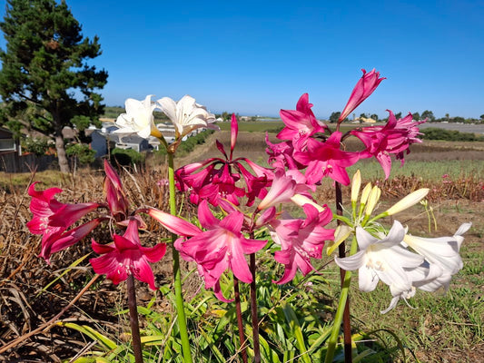 1 Amaryllis Belladonna Collection C1