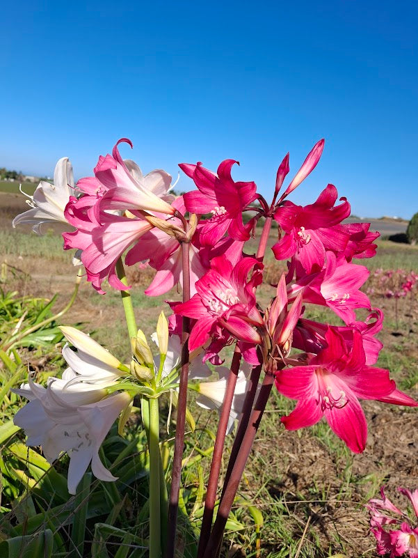 1 Amaryllis Belladonna Collection C1