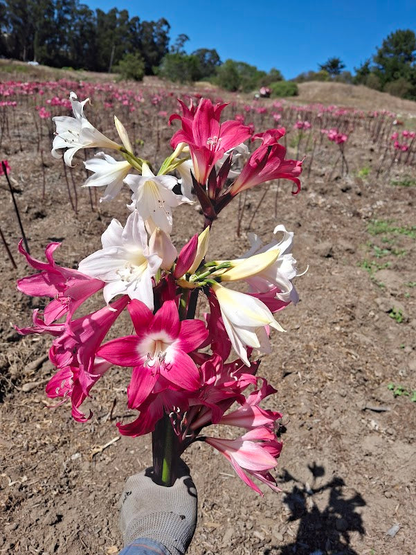 1 Amaryllis Belladonna Collection C11