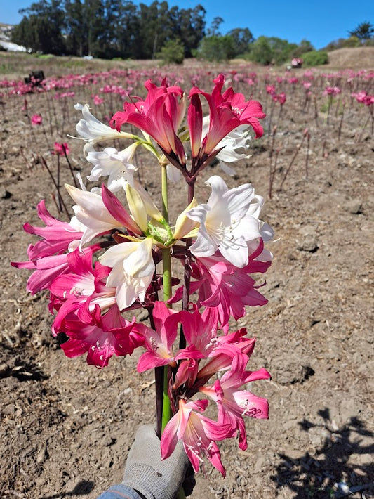 1 Amaryllis Belladonna Collection C11