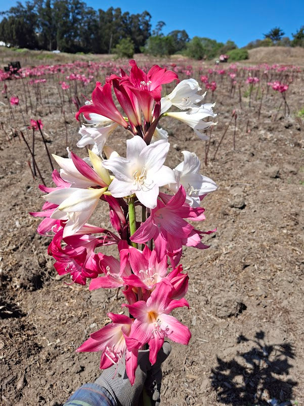 1 Amaryllis Belladonna Collection C11