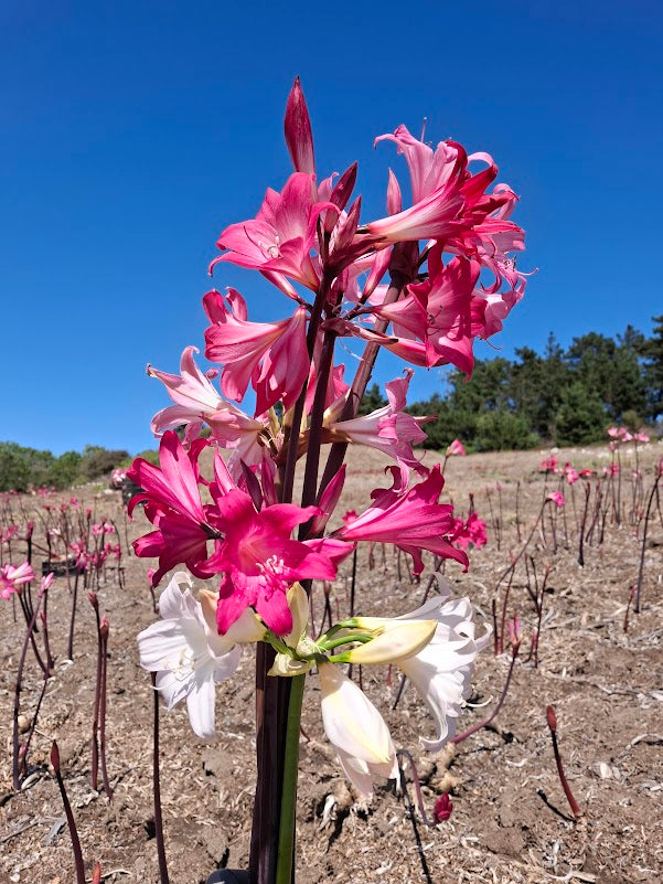 1 Amaryllis Belladonna Collection C14