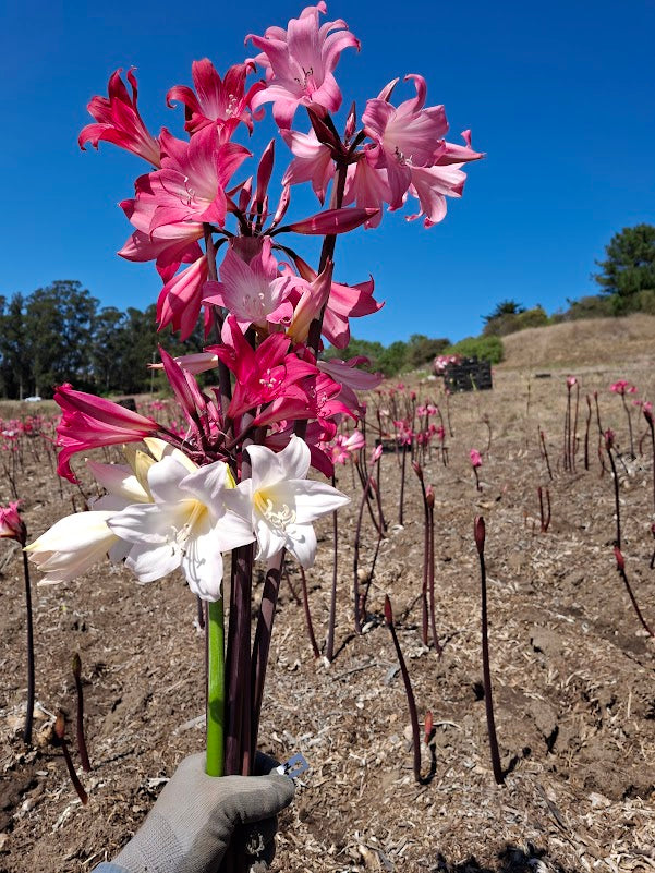 1 Amaryllis Belladonna Collection C14