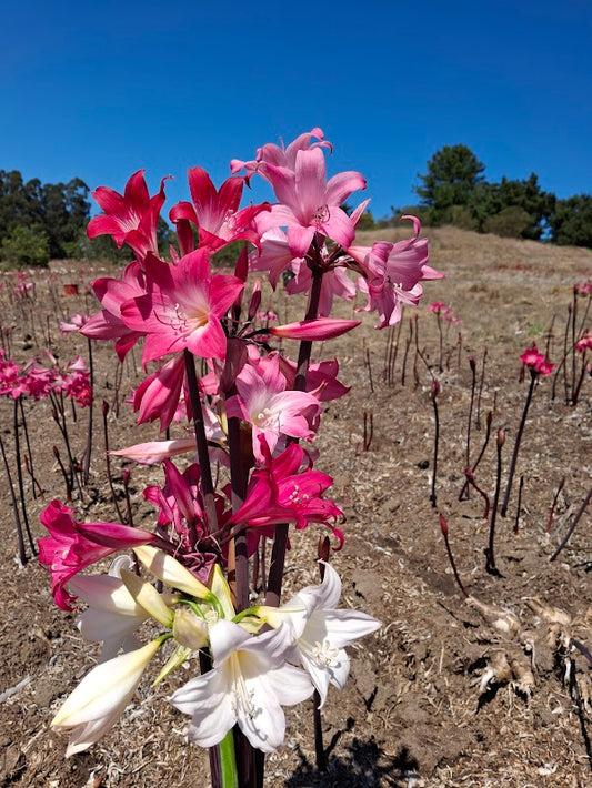 1 Amaryllis Belladonna Collection C14