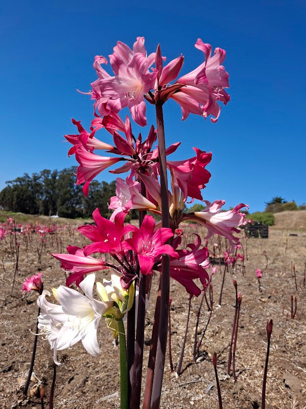 1 Amaryllis Belladonna Collection C14