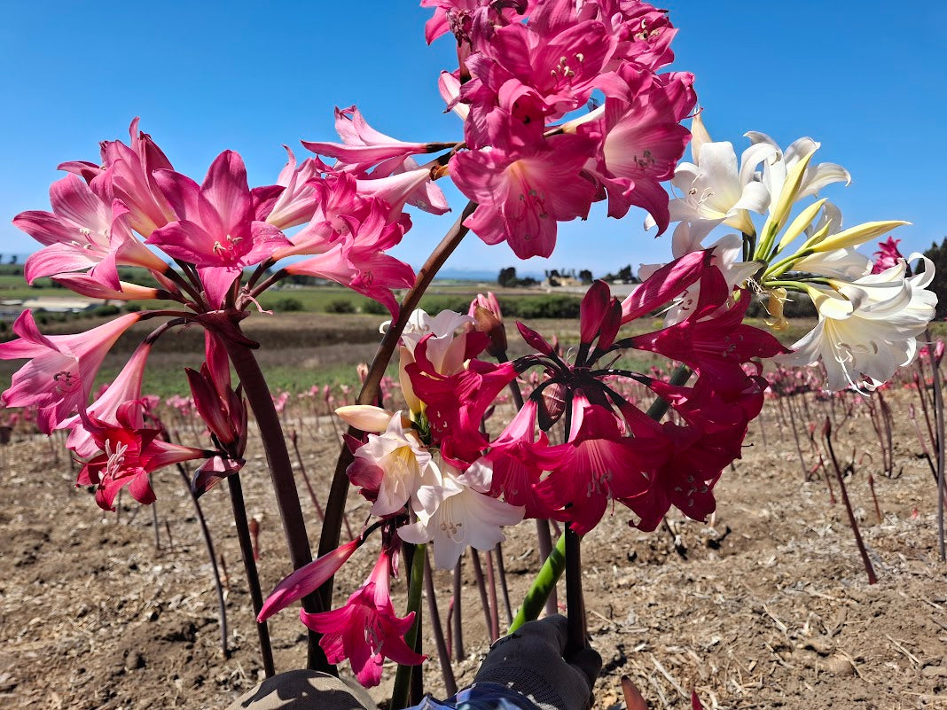 1 Amaryllis Belladonna Collection C15