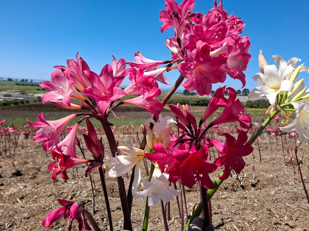 1 Amaryllis Belladonna Collection C15