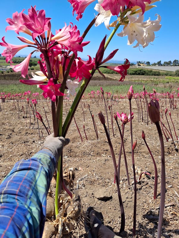 1 Amaryllis Belladonna Collection C15