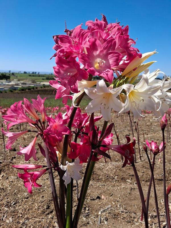 1 Amaryllis Belladonna Collection C15