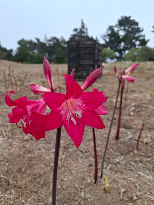 1 Amaryllis Belladonna CMG829