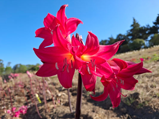 1 Amaryllis Belladonna 91DSalmon