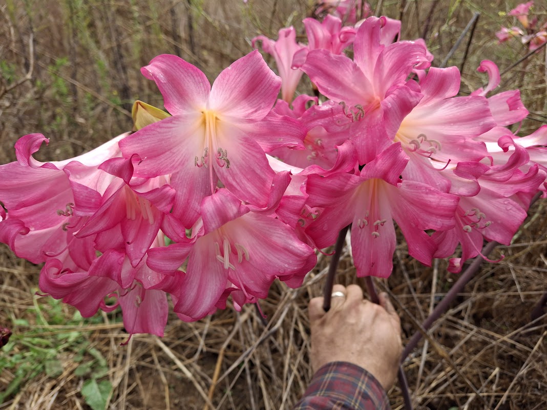 1 Amaryllis Belladonna Lavender Selection