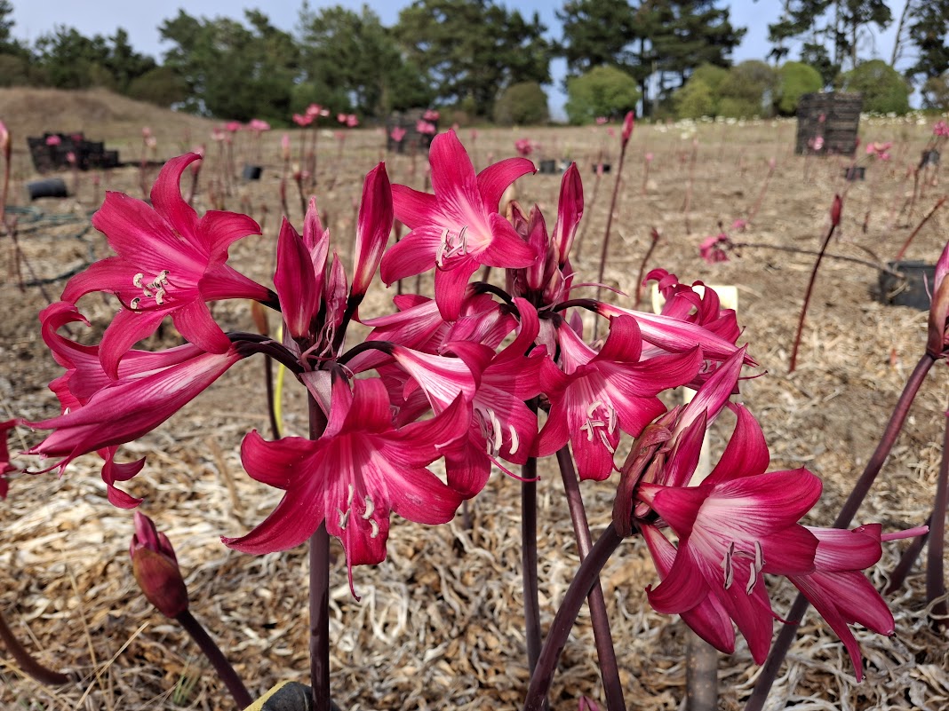 1 Amaryllis Belladonna M3827