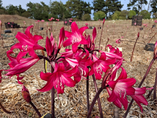 1 Amaryllis Belladonna M3827