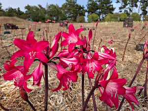 1 Amaryllis Belladonna M3827