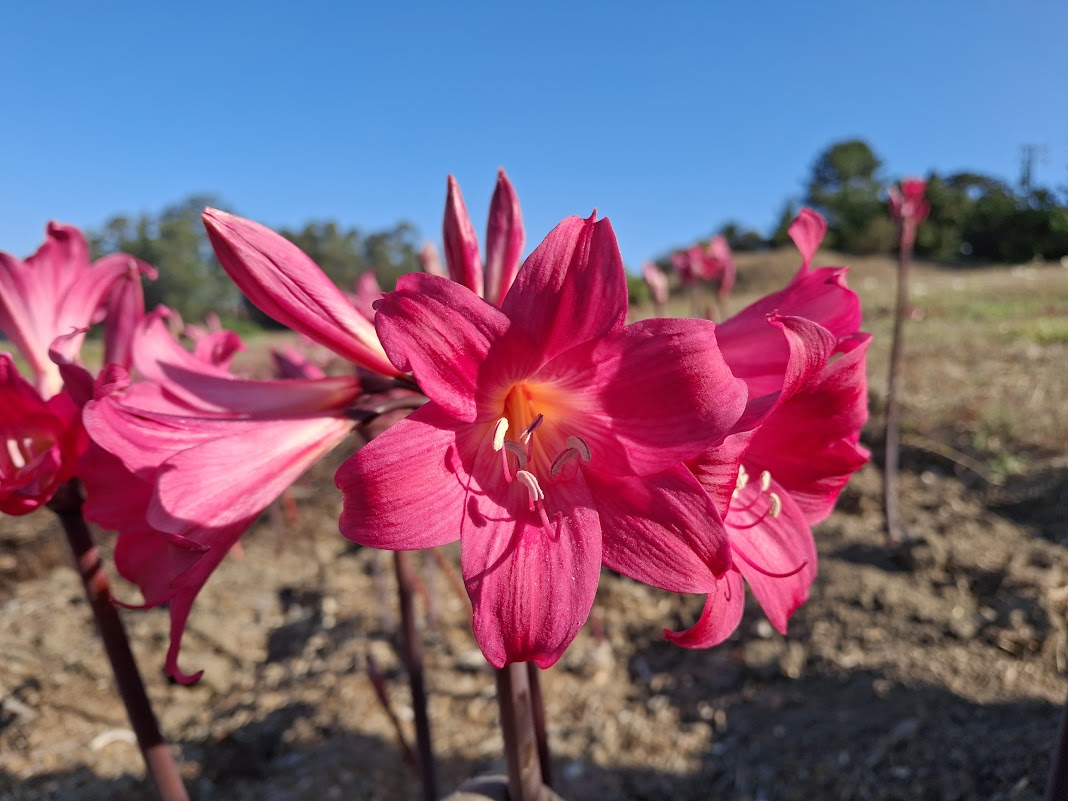 1 Amaryllis Belladonna 91MGYT