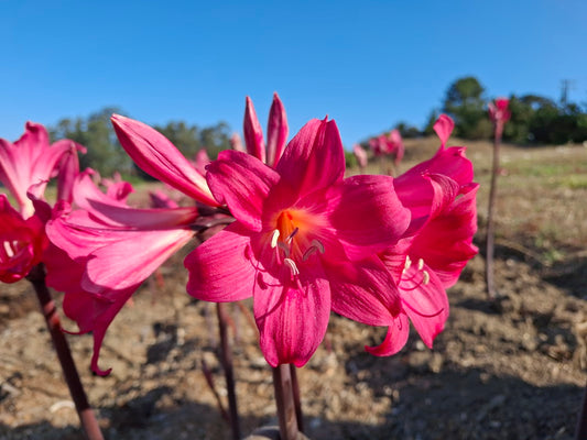 1 Amaryllis Belladonna 91MGYT