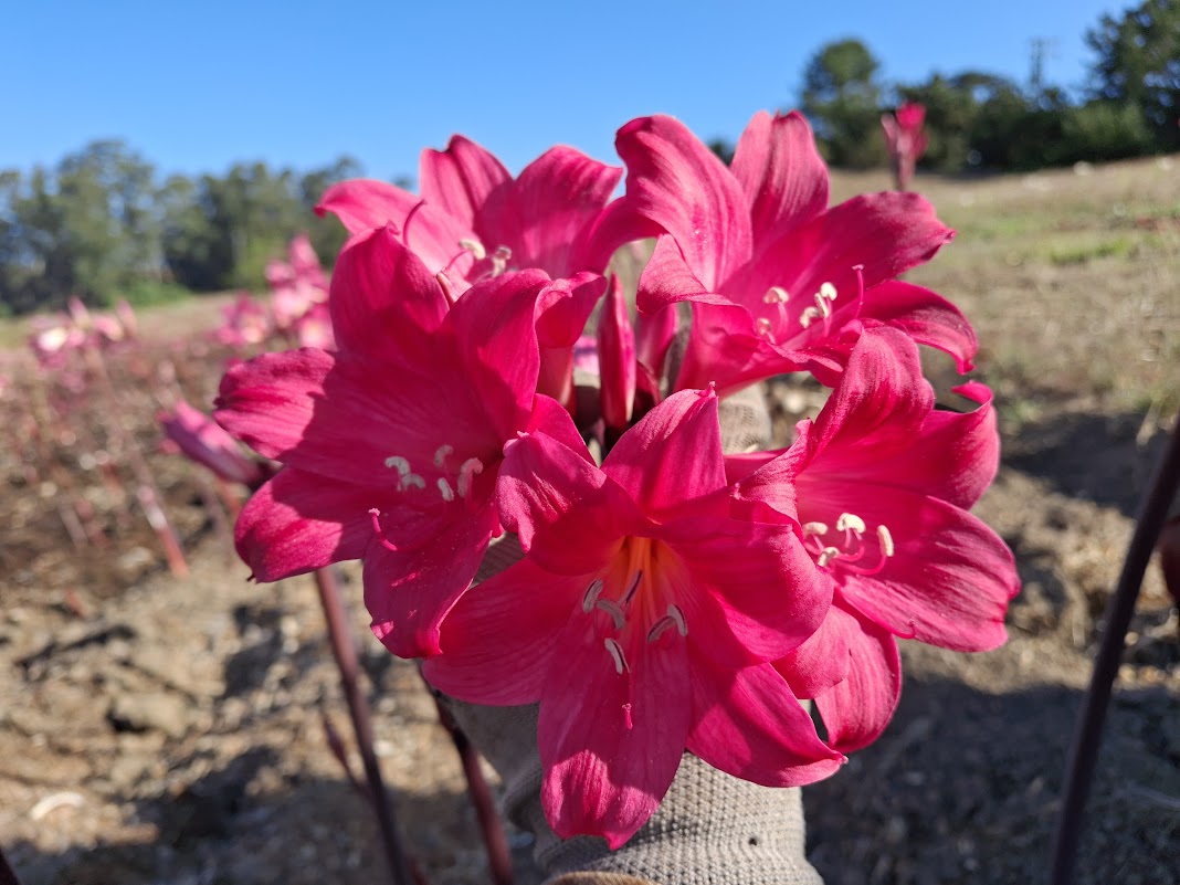 1 Amaryllis Belladonna 91MGYT