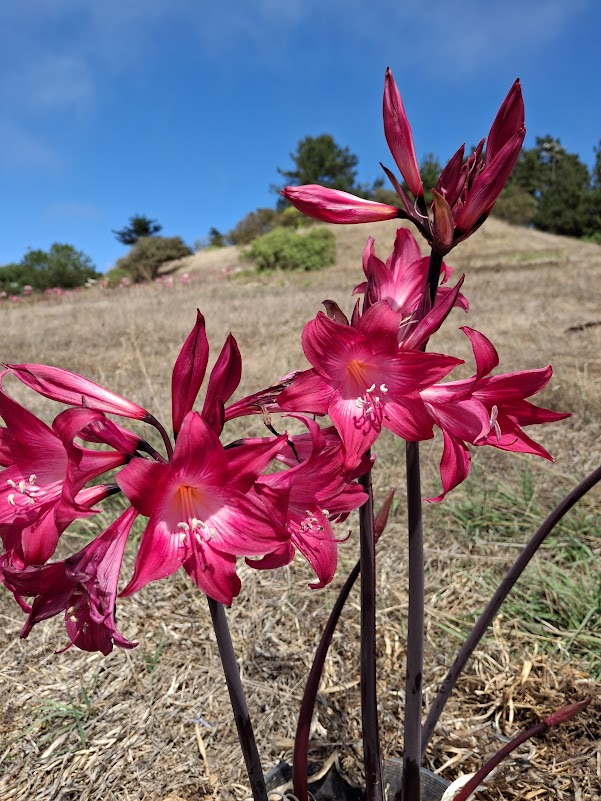 1 Amaryllis Belladonna MG+827