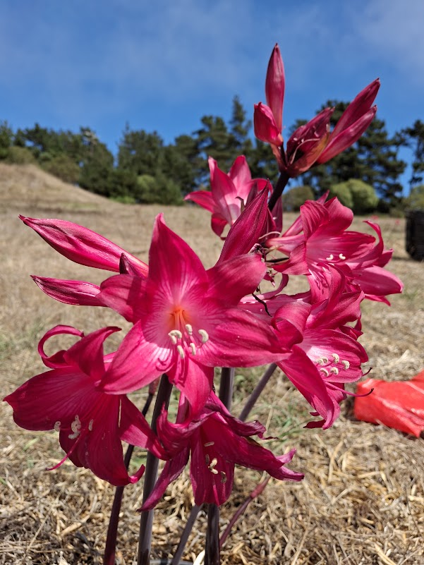 1 Amaryllis Belladonna MG+827