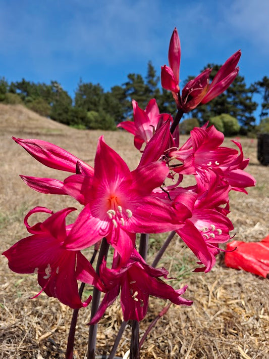 1 Amaryllis Belladonna MG+827