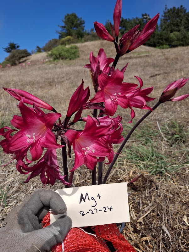 1 Amaryllis Belladonna MG+827