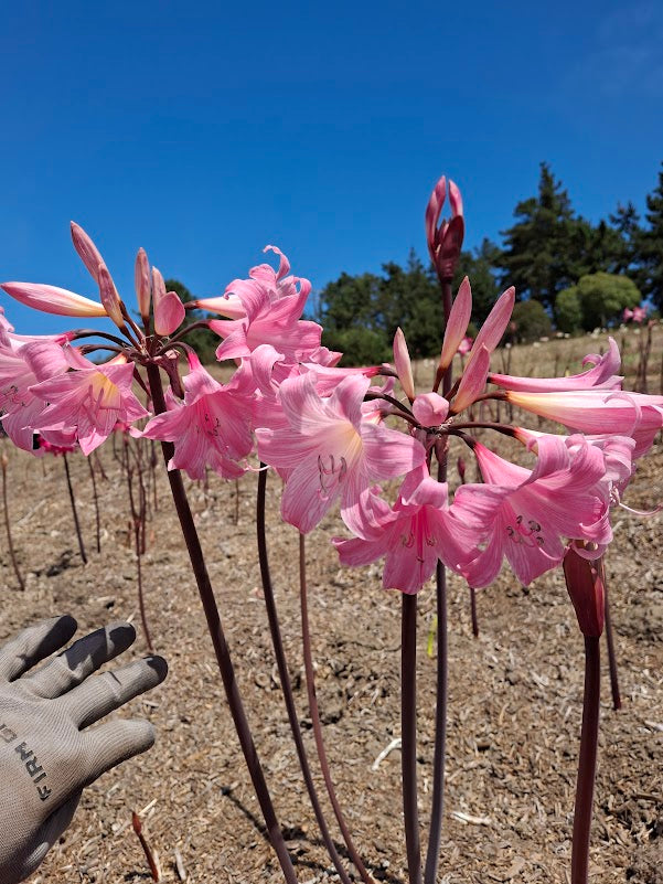 1 Amaryllis Belladonna PPCrown826