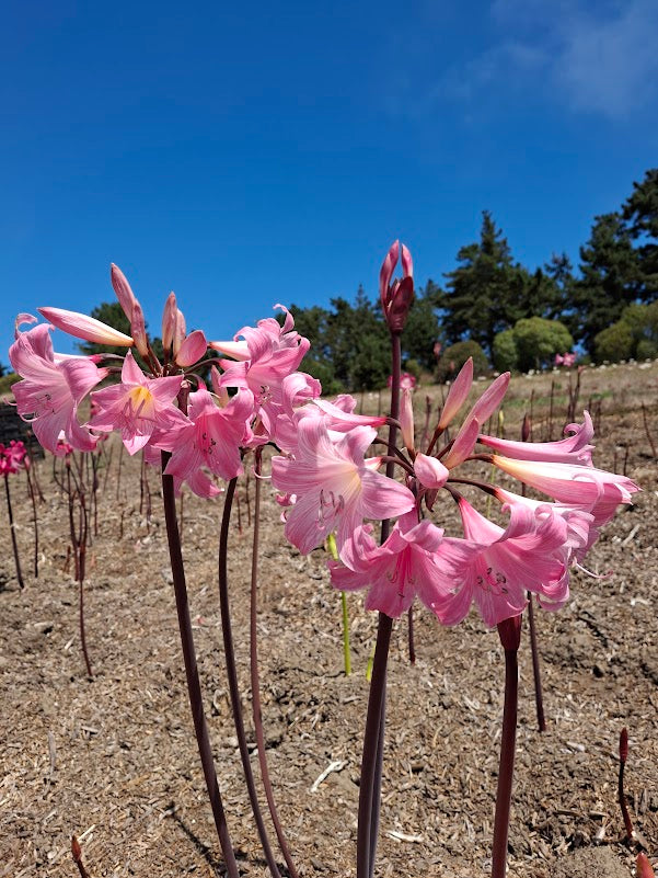 1 Amaryllis Belladonna PPCrown826