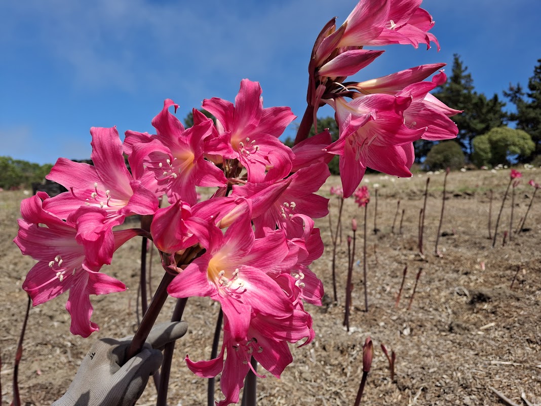 1 Amaryllis Belladonna PYT1827