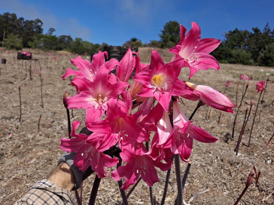 1 Amaryllis Belladonna PYT1827