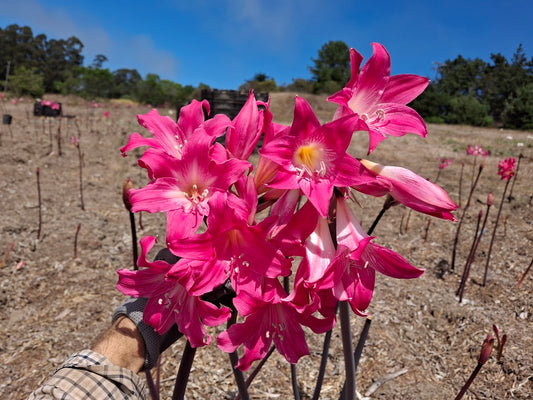 1 Amaryllis Belladonna PYT1827