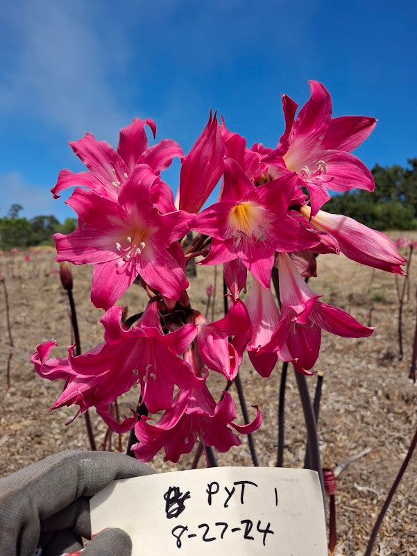 1 Amaryllis Belladonna PYT1827